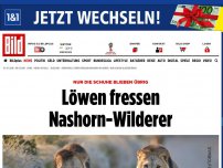 Bild zum Artikel: Nur die Schuhe blieben übrig - Löwen fressen Nashorn-Wilderer