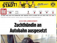 Bild zum Artikel: Zu alt und „unbrauchbar“! - Zuchthündin an Autobahn ausgesetzt