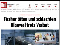 Bild zum Artikel: Tierschutz-Drama in Island - Fischer töten und schlachten Blauwal trotz Verbot