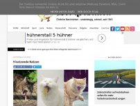 Bild zum Artikel: 9 kotzende Katzen