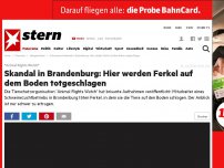 Bild zum Artikel: Aufnahmen von 'Animal Rights Watch': Skandal in Brandenburg: Hier werden Ferkel auf dem Boden totgeschlagen