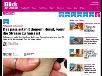 Bild zum Artikel: Aufgepasst im Sommer! Das passiert mit deinem Hund, wenn die Strasse zu heiss ist