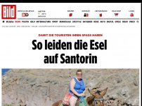 Bild zum Artikel: Sie schleppen Touris - So leiden die Last-Esel auf Santorin
