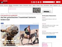 Bild zum Artikel: Erschreckende Fotos veröffentlicht - Auf der griechischen Trauminsel Santorin leiden Esel