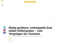 Bild zum Artikel: Blutig gerittene, verkrüppelte Esel leiden Höllenqualen – zum Vergnügen der Touristen