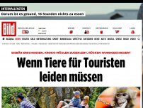 Bild zum Artikel: Willen gebrochen - Wenn Tiere für Touristen leiden müssen