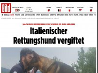 Bild zum Artikel: HELD NACH Erdbeben 2016 - Italienischer Rettungshund vergiftet