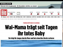 Bild zum Artikel: Tierschützer in Sorge - Wal-Mama trägt seit Tagen ihr totes Baby