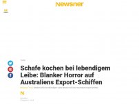 Bild zum Artikel: Schafe kochen bei lebendigem Leibe: Blanker Horror auf Australiens Export-Schiffen