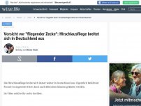 Bild zum Artikel: Vorsicht vor 'fliegender Zecke': Die Hirschlausfliege ist auf dem Vormarsch