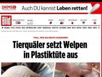 Bild zum Artikel: Toll, wie sie heute aussehen! - Tierquäler setzt Welpen in Plastiktüte aus!