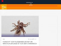 Bild zum Artikel: 'Fliegende Zecke': Die Hirschlausfliege breitet sich rasant aus