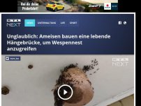 Bild zum Artikel: Unglaublich: Ameisen bauen eine lebende Hängebrücke, um Wespennest anzugreifen