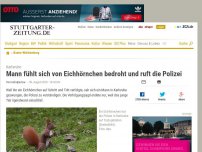 Bild zum Artikel: Karlsruhe: Mann fühlt sich von Eichhörnchen bedroht und ruft die Polizei