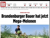 Bild zum Artikel: Wegen der Hitze - Brandenburger Bauer hat jetzt Mega-Melonen 