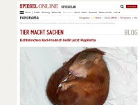 Bild zum Artikel: Tier macht Sachen: Eichhörnchen Karl-Friedrich heißt jetzt Pippilotta