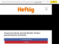 Bild zum Artikel: Unzertrennliche Hunde-Brüder finden gemeinsames Zuhause.