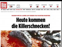 Bild zum Artikel: Tv-Tipp für Trash-Fans - Heute kommen die Killerschnecken!