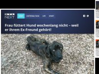 Bild zum Artikel: Frau füttert Hund wochenlang nicht – weil er ihrem Ex-Freund gehört!