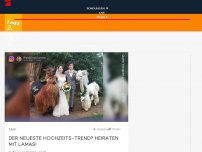 Bild zum Artikel: Der neueste Hochzeits-Trend - heiraten mit Lamas!