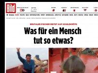 Bild zum Artikel: Schildkröte gequält - Was für ein Mensch tut so etwas?