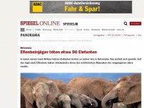 Bild zum Artikel: Botswana: Elfenbeinjäger töten etwa 90 Elefanten