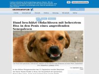 Bild zum Artikel: Hund beschützt Obdachlosen mit beherztem Biss in den Penis eines angreifenden Senegalesen