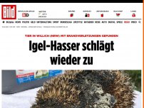 Bild zum Artikel: Tier angezündet - Igel-Hasser von Willich schlägt wieder zu