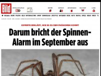 Bild zum Artikel: Mehr Spinnen im September? - Nein! Wir sehen sie nur erst im Herbst richtig