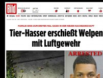 Bild zum Artikel: Er lauerte auf seinem Balkon - Tier-Hasser erschießt Welpen mit Luftgewehr