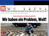 Bild zum Artikel: 10 Hirsche getötet - Wir haben ein Problem, Wolf!