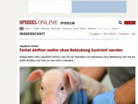 Bild zum Artikel: Geplantes Verbot: Ferkel dürften weiter ohne Betäubung kastriert werden