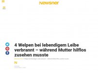 Bild zum Artikel: 4 Welpen bei lebendigem Leibe verbrannt – während Mutter hilflos zusehen musste