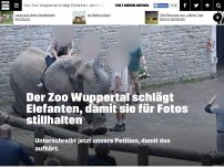 Bild zum Artikel: Der Zoo Wuppertal schlägt Elefanten, damit sie für Fotos stillhalten