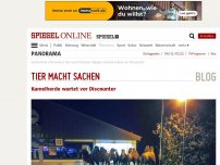 Bild zum Artikel: Tier macht Sachen: Kamelherde wartet vor Discounter