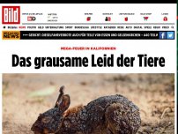 Bild zum Artikel: Mega-Feuer in Kalifornien - Das grausame Leid der Tiere