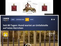 Bild zum Artikel: Seit 80 Tagen: Hund wartet an Unfallstelle auf totes Herrchen