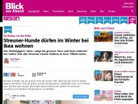 Bild zum Artikel: Sie fliehen vor der Kälte: Streuner-Hunde dürfen im Winter bei Ikea wohnen