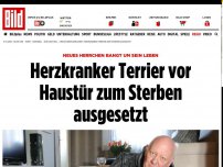 Bild zum Artikel: Neues Herrchen bangt - Herzkranker Terrier zum Sterben ausgesetzt