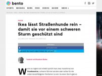 Bild zum Artikel: Ikea lässt Straßenhunde rein – damit sie vor einem schweren Sturm geschützt sind