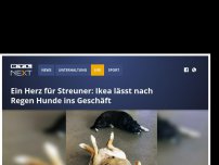 Bild zum Artikel: Ein Herz für Streuner: Ikea lässt nach Regen Hunde ins Geschäft