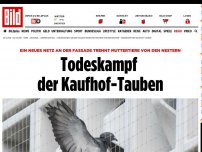 Bild zum Artikel: Tiere im Schutz-Netz - Todeskampf der Kaufhof-Tauben