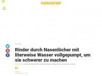 Bild zum Artikel: Rinder durch Nasenlöcher mit literweise Wasser vollgepumpt, um sie schwerer zu machen