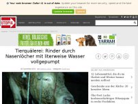 Bild zum Artikel: Tierquälerei: Rinder durch Nasenlöcher mit literweise Wasser vollgepumpt