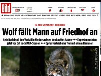 Bild zum Artikel: In die Hand gebissen - Wolf fällt Mann auf Friedhof an