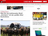 Bild zum Artikel: Inoffizieller Rekord - Was für eine kolossale Kuh! 'Knickers' ist der größte Stier Australiens