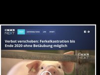 Bild zum Artikel: Verbot verschoben: Ferkelkastration bis Ende 2020 ohne Betäubung möglich