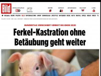 Bild zum Artikel: Bundestag verschiebt Verbot - Ferkel-Kastration ohne Betäubung geht weiter