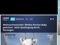 Bild zum Artikel: Weihnachtswunder: Weißes Rentier-Baby gesichtet - beim Spaziergang durch Norwegen