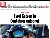 Bild zum Artikel: Schon wieder! - Zwei Katzen in Container entsorgt